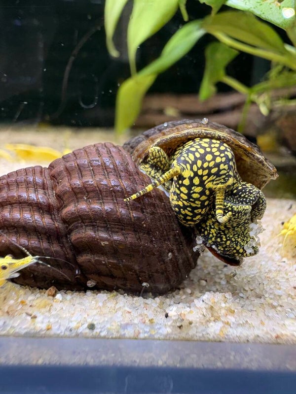 Tylomelania  Sp. “Yellow Spotted” Aquariumslak