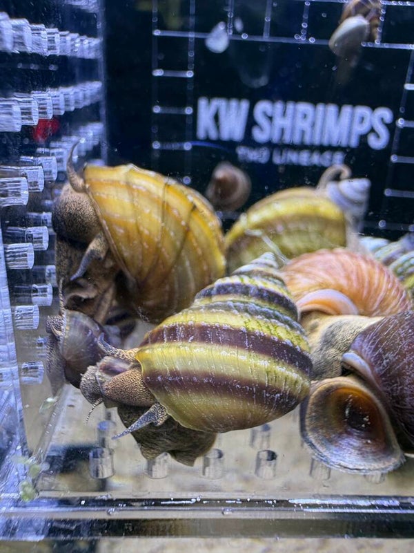 Taia naticoides (Piano Slak) Aquariumslak