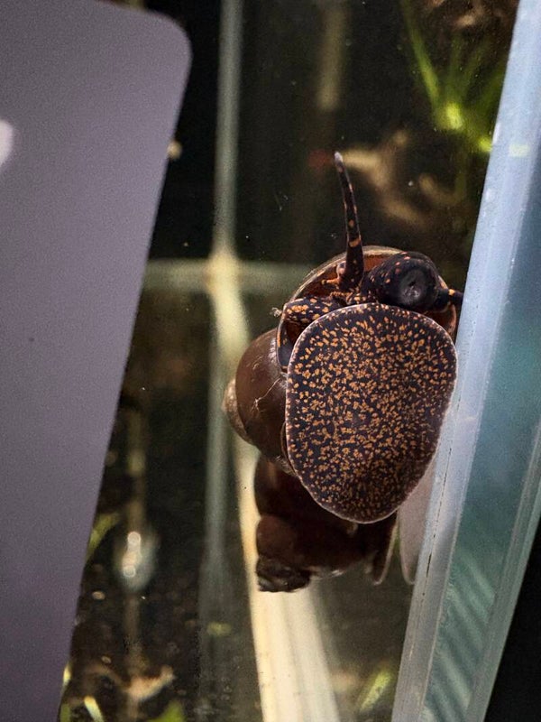 De Blue Berry spotted - Notopala sp. "Blue Berry Aquariumslak