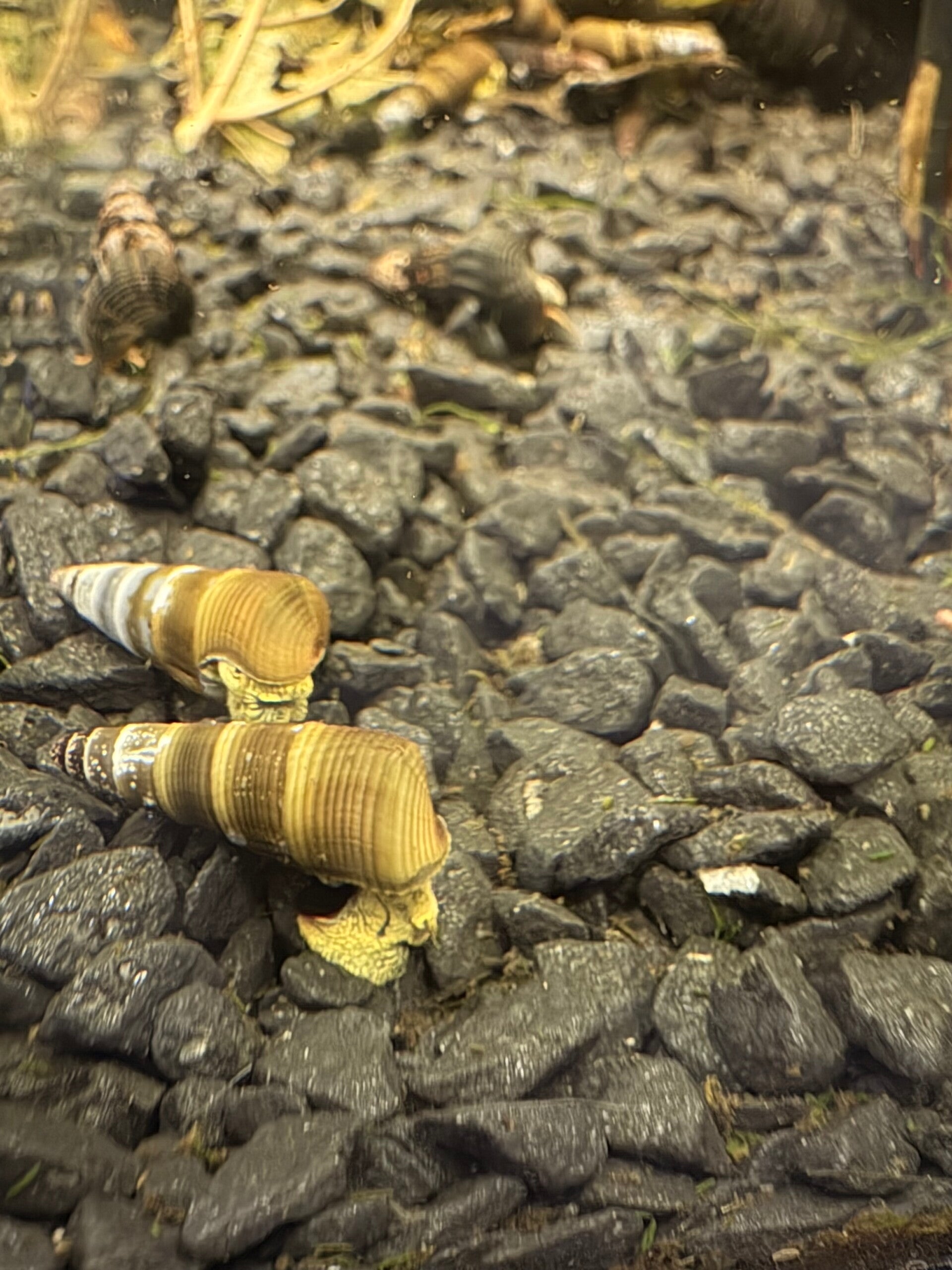 Tylomelania Yellow Aquariumslak