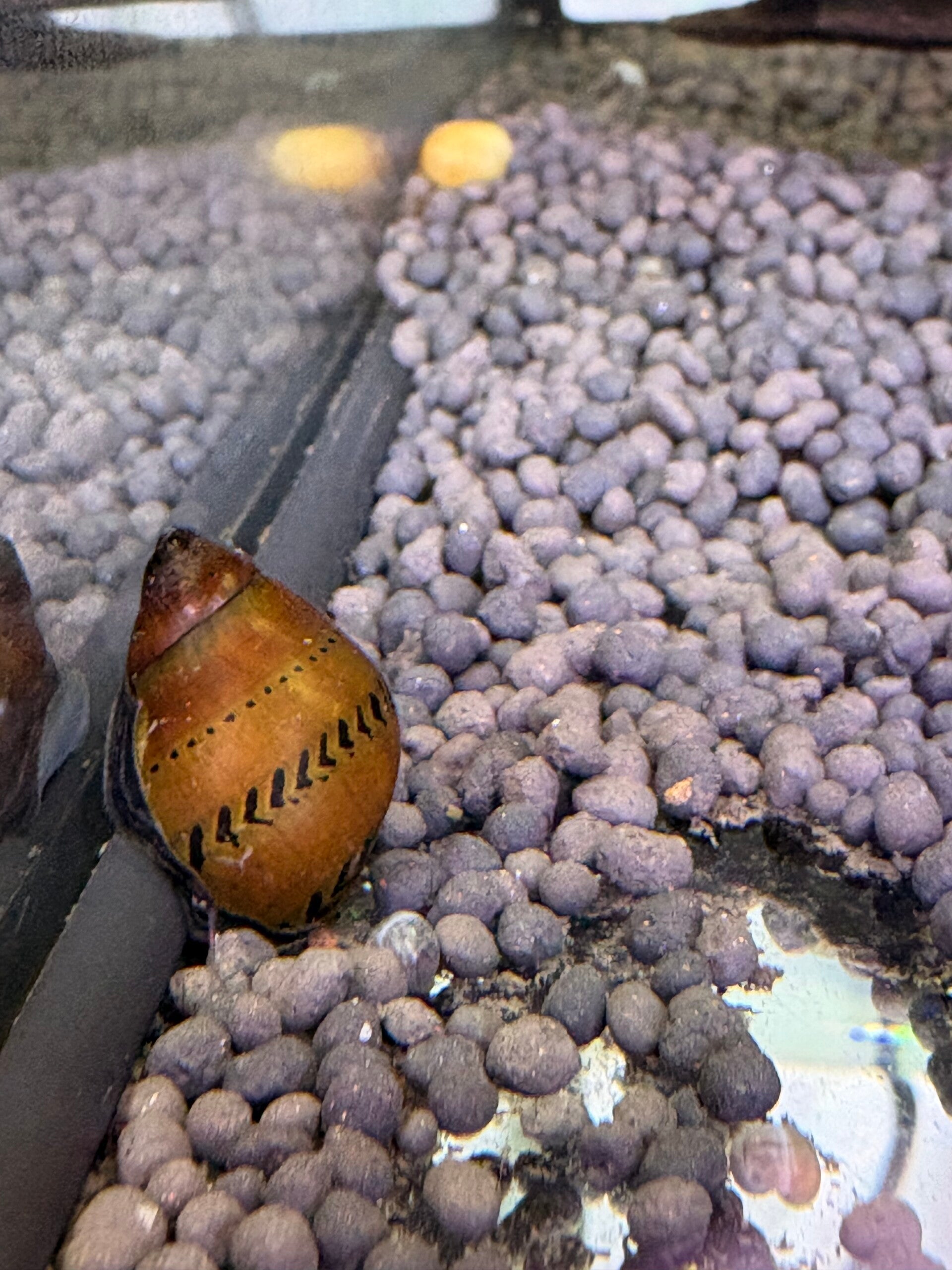 Neritina turrita – Oranje Track Slak (Vittina semiconica)