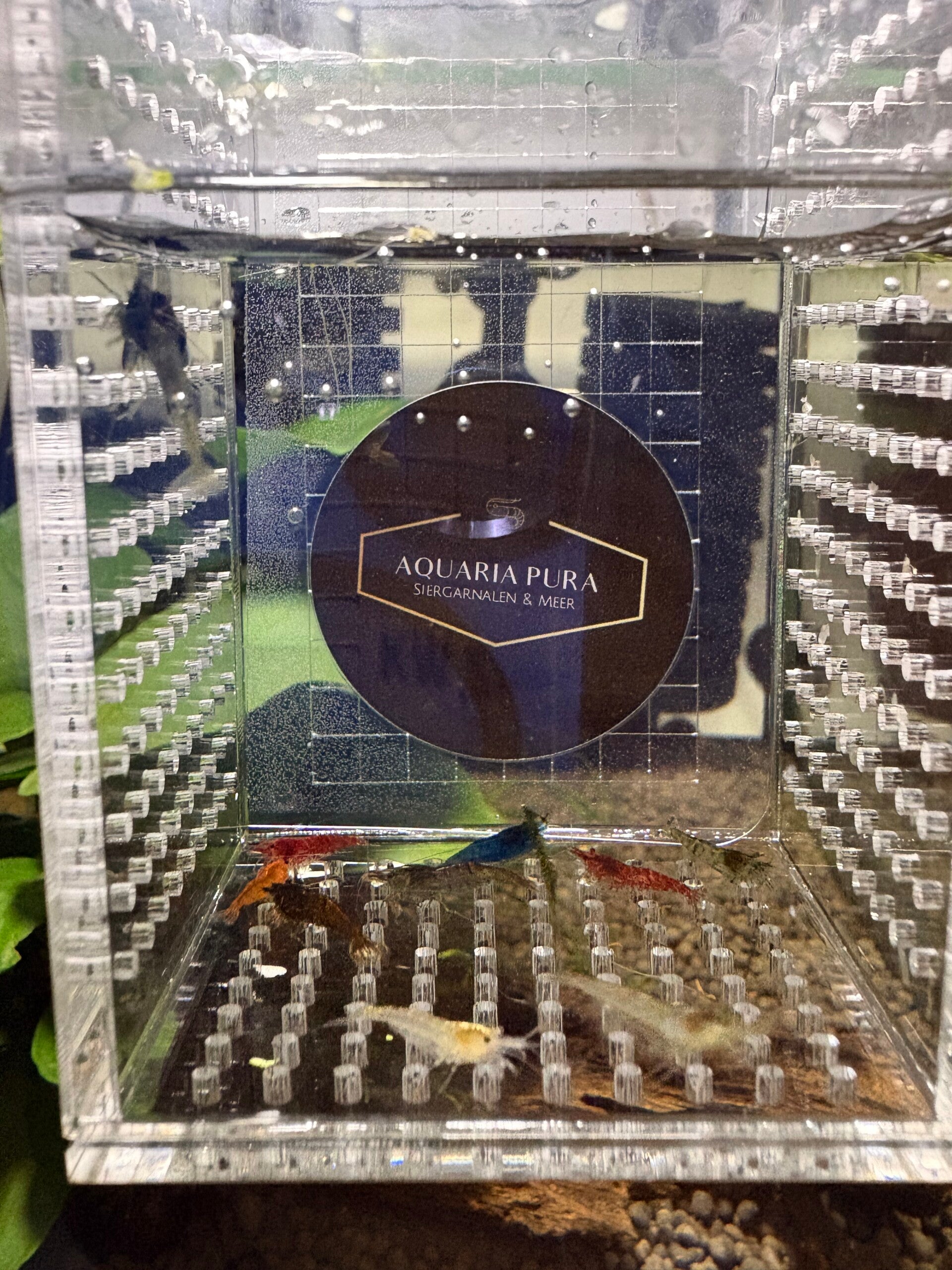 Neocaridina Siergarnalen Kerstballenmix! 🎅🏻🎄