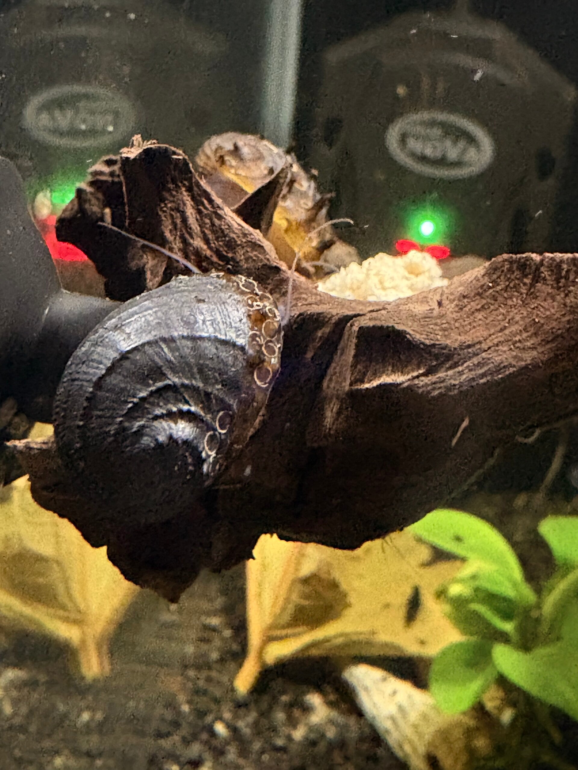 Neritina juttingae (King Koopa) Aquariumslak