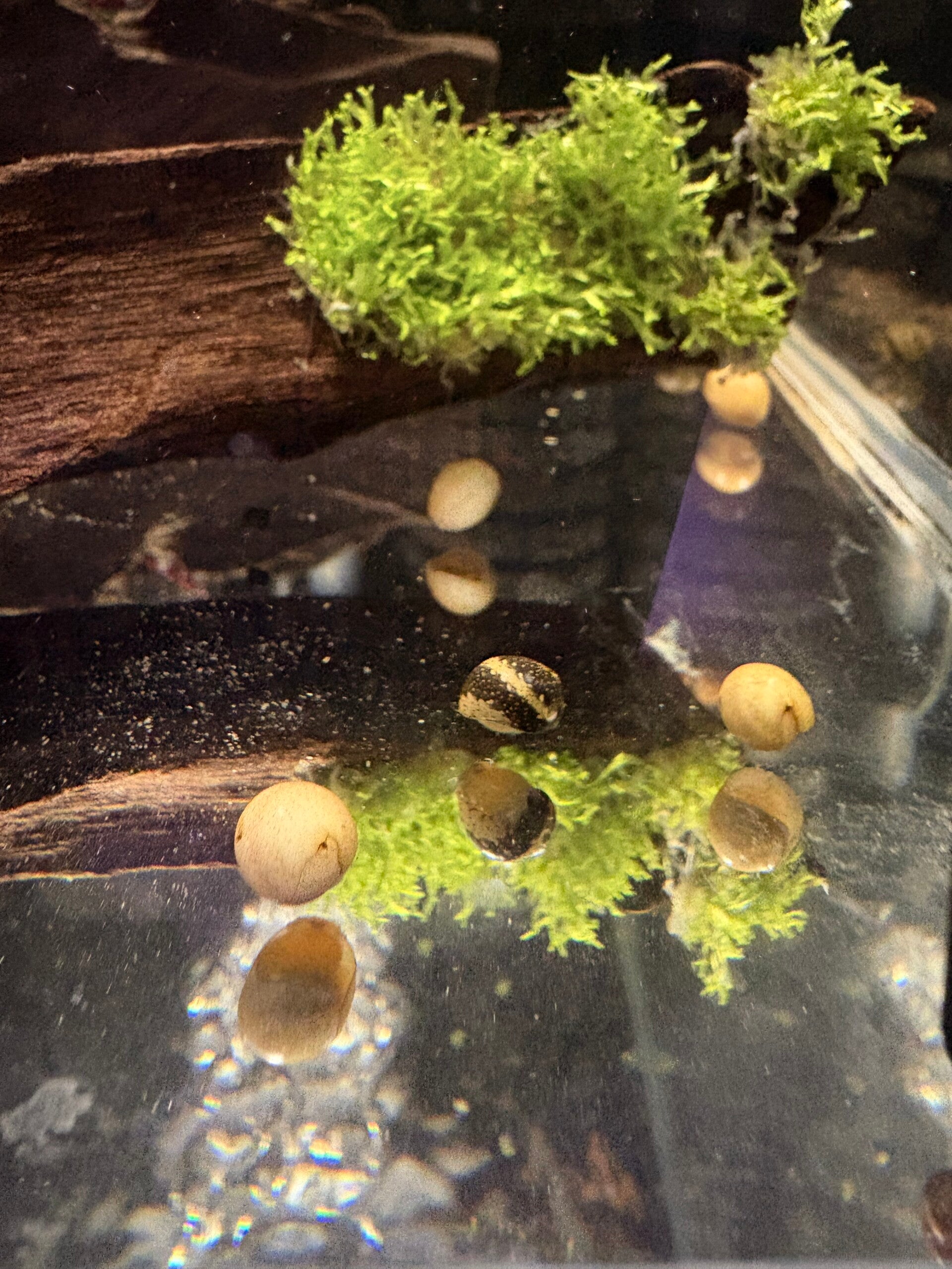 Neritina Sp. Variegata Aquariumslak (0,5–1 cm)