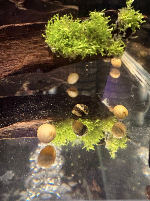 Neritina Sp. Variegata Aquariumslak (0,5–1 cm)