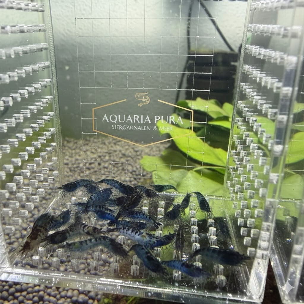 Neocaridina Black & Blue Zebra Siergarnaal