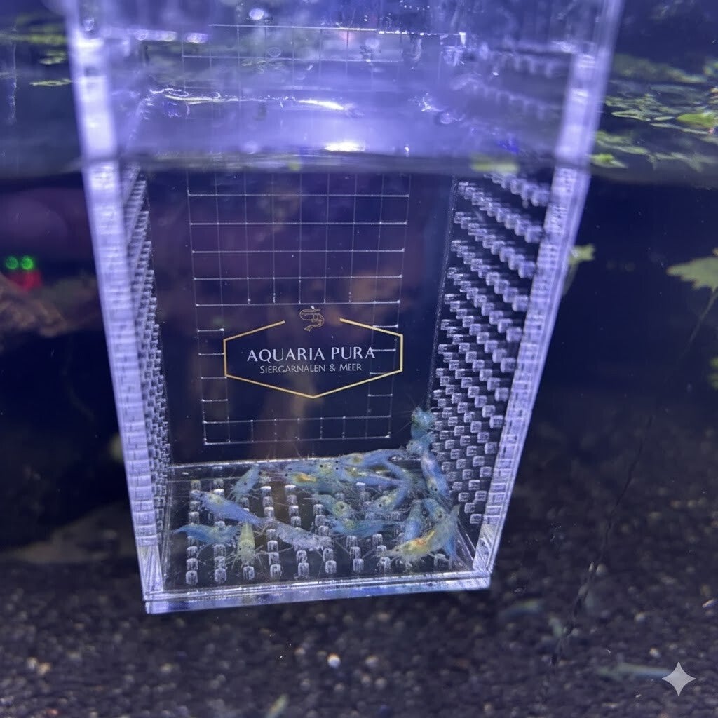 Neocaridina Blue Jelly Siergarnaal