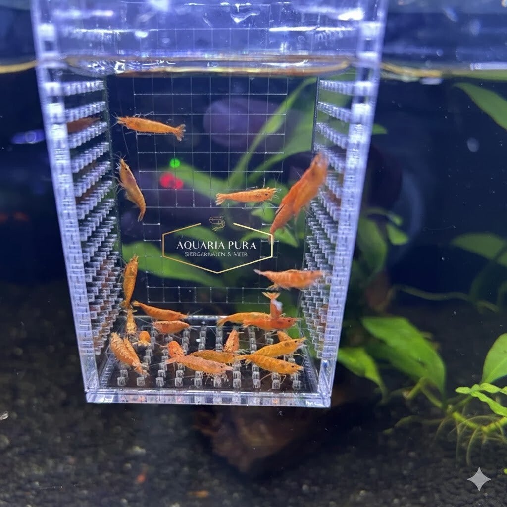 Neocaridina Orange Sakura Siergarnaal