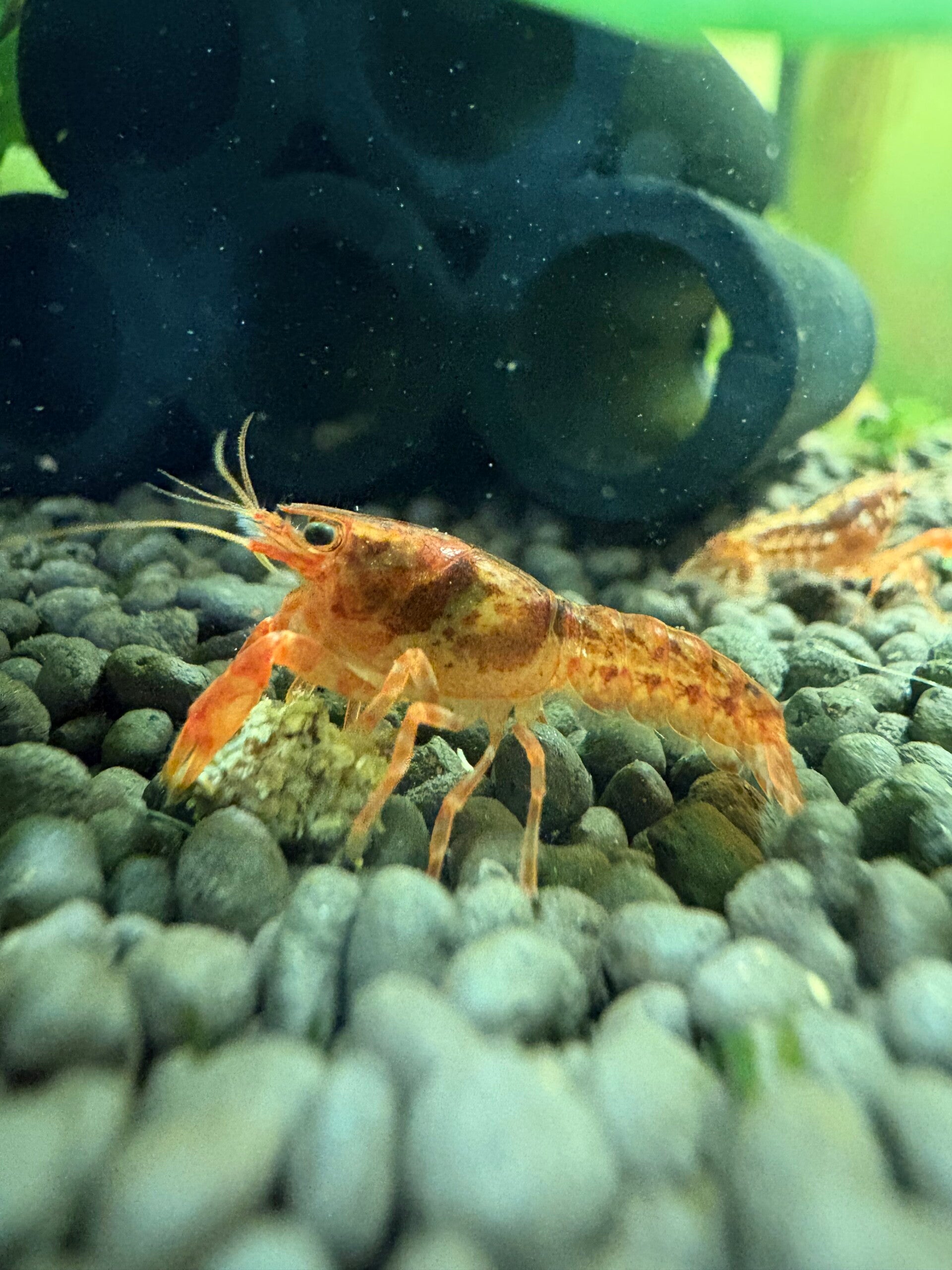 Oranje CPO Dwergkreeft - Cambarellus patzcuarensis orange