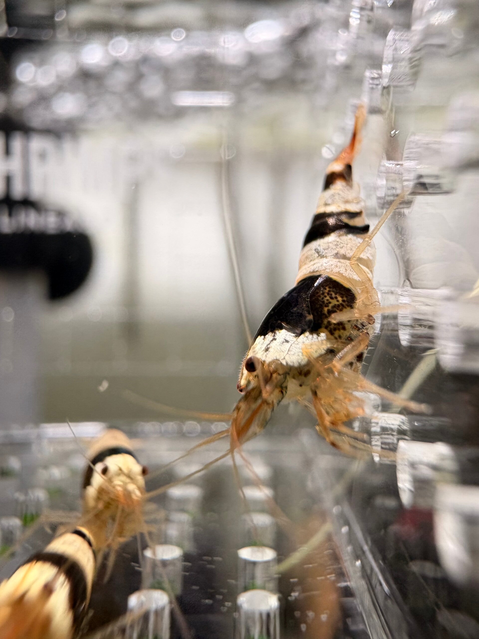 Caridina Black Bee – op kraanwater gekweekt - siergarnalen