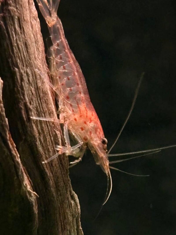 Amano/Japonica Caridina Multidentata Red/Orange Siergarnaal