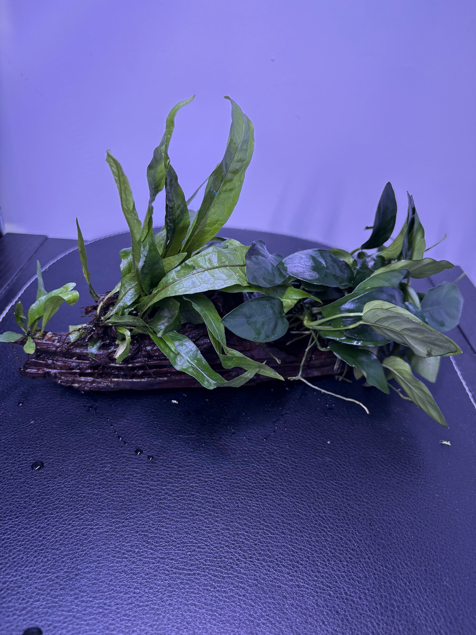 Decoratief aquariumhout met Anubias, Microsorum en Vesicularia – S (18–28 cm)