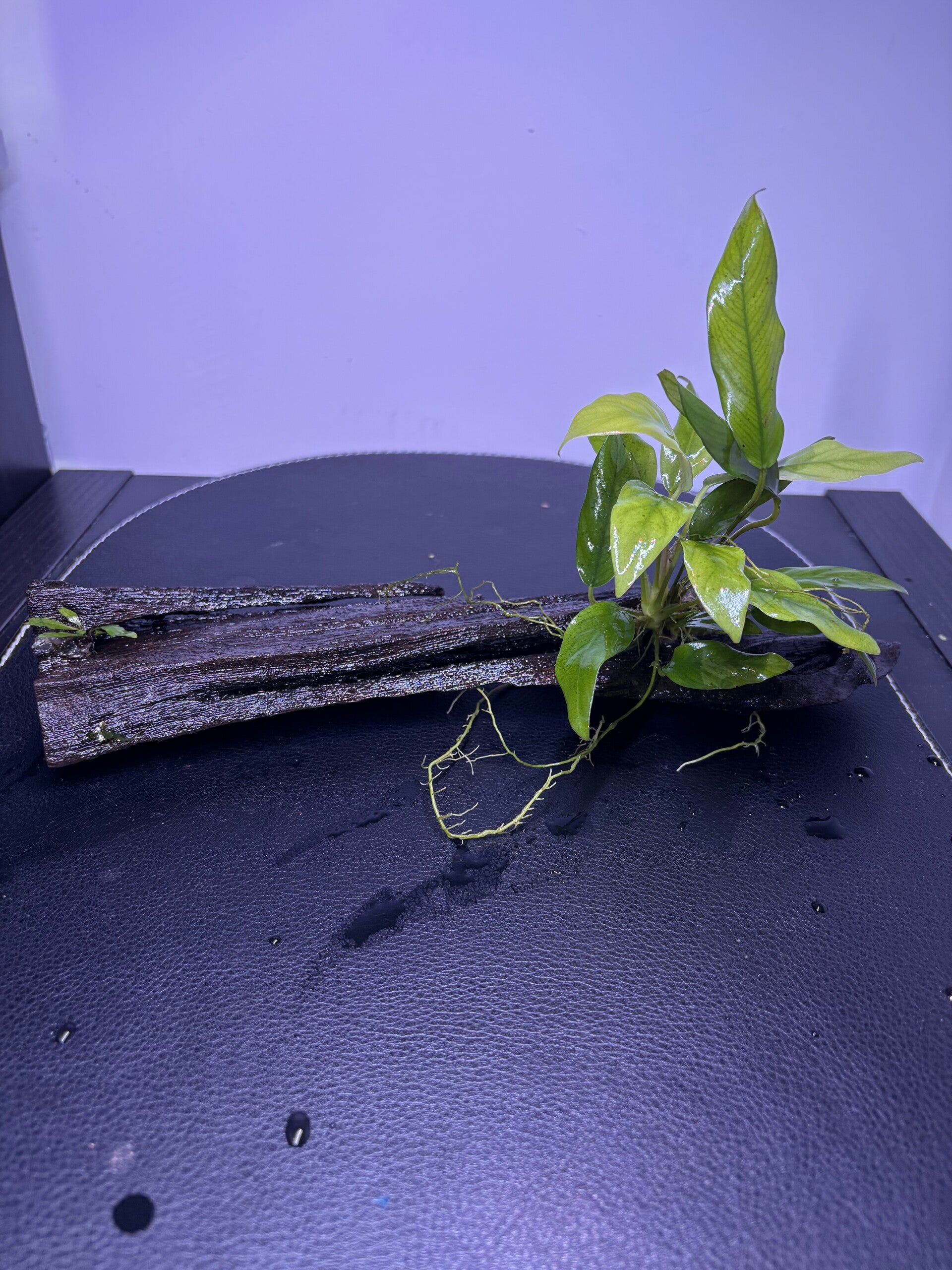 Driftwood met Anubias en babyvaren