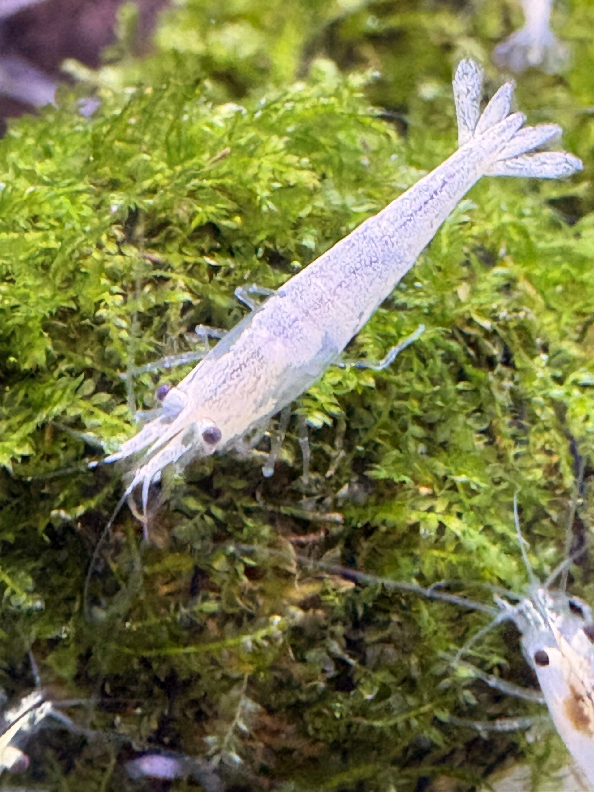 Neocaridina Snowstorm Siergarnaal
