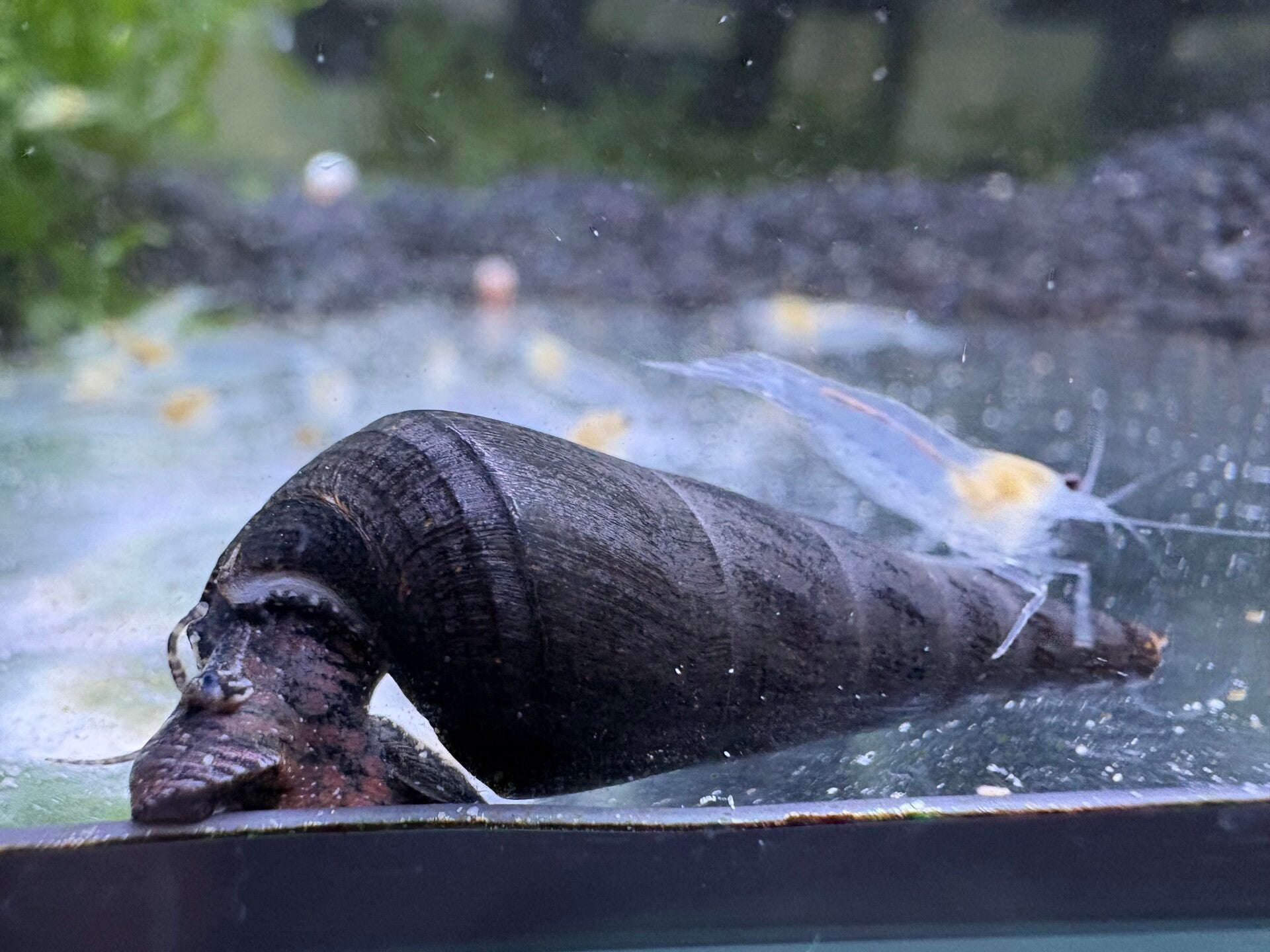 Faunus ater – Black Devil Snail Aquariumslak