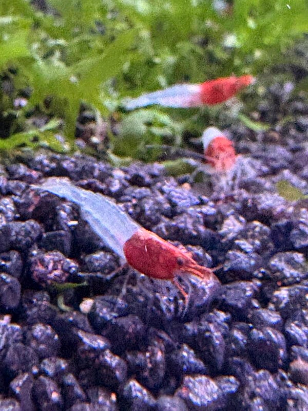 Neocaridina Red Neck Siergarnaal