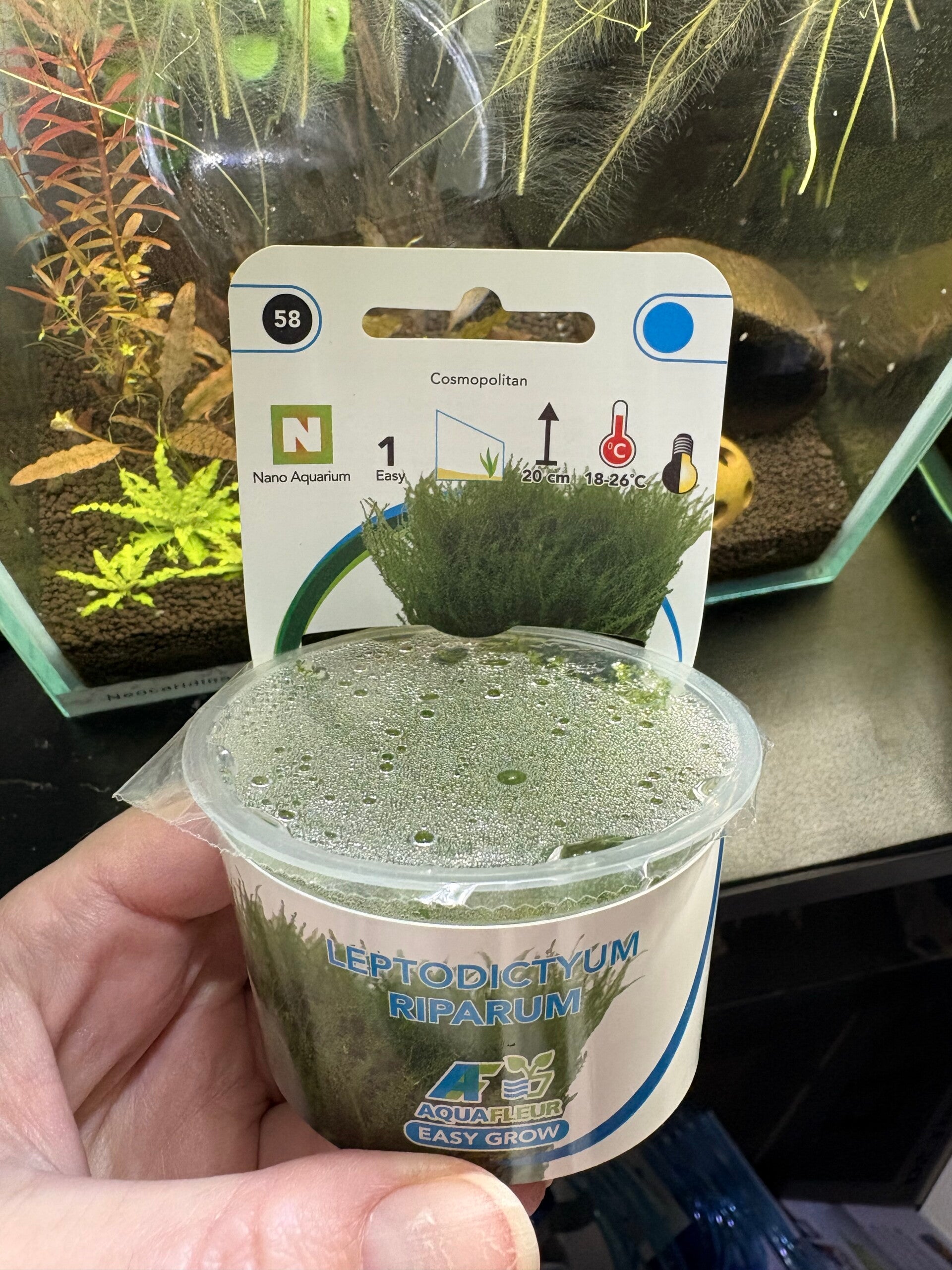 Leptodictyum riparium – Stringy Mos (In-Vitro cup)