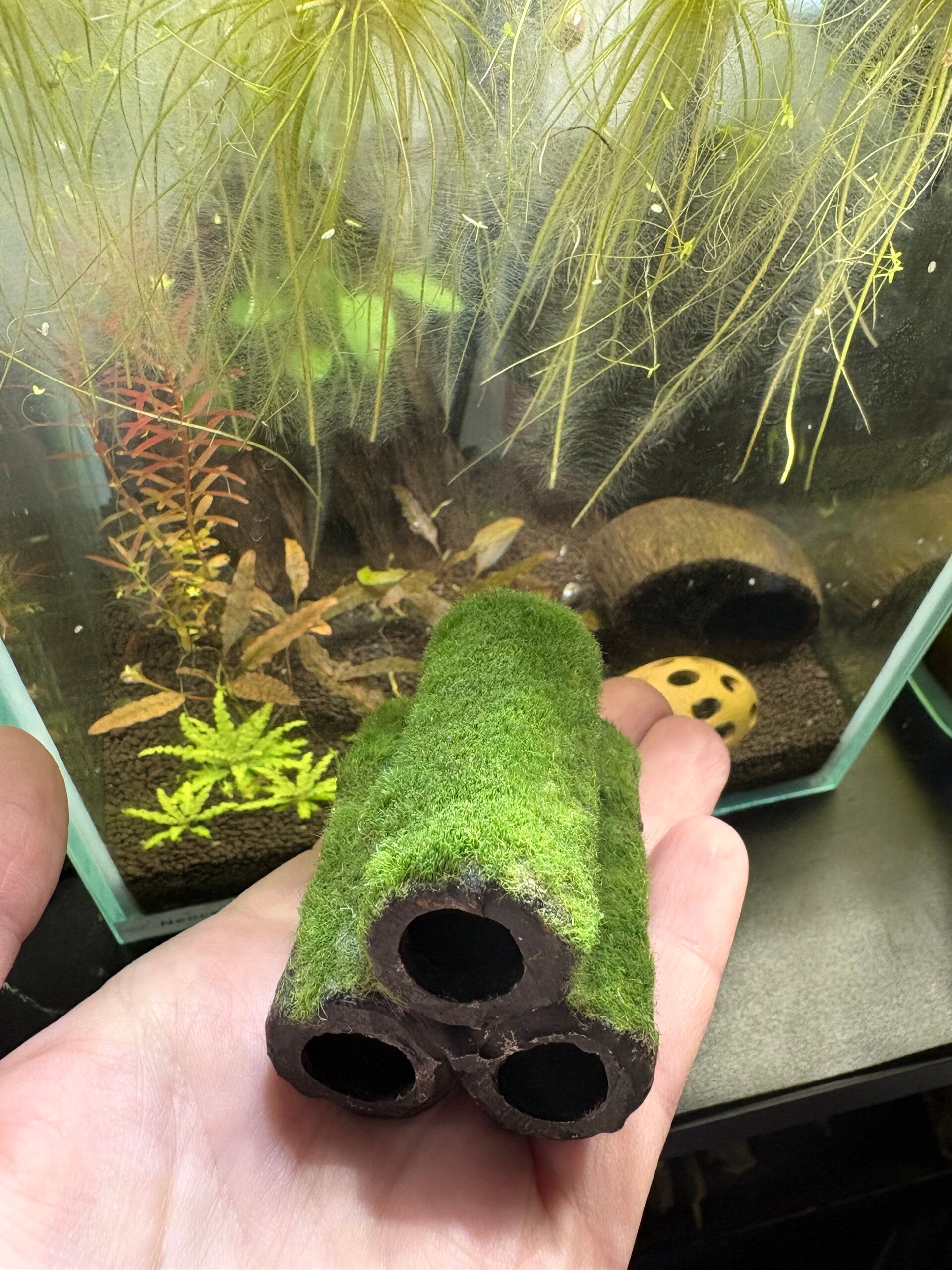 Garnalen flat met 3 tubes en nep mos