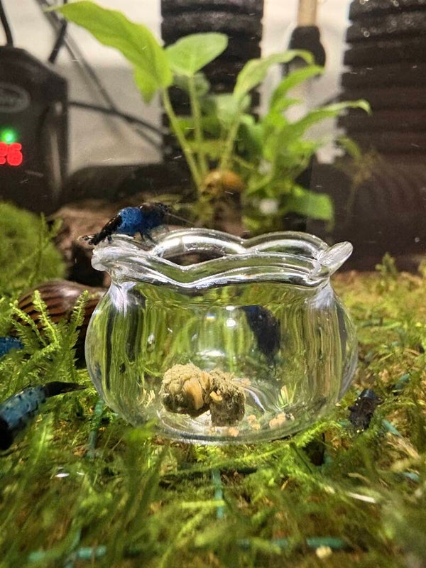 Glazen Garnalen Voerpotje