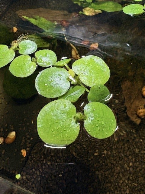 Limnobium Laevigatum (Amazonekikkerbeet) XL