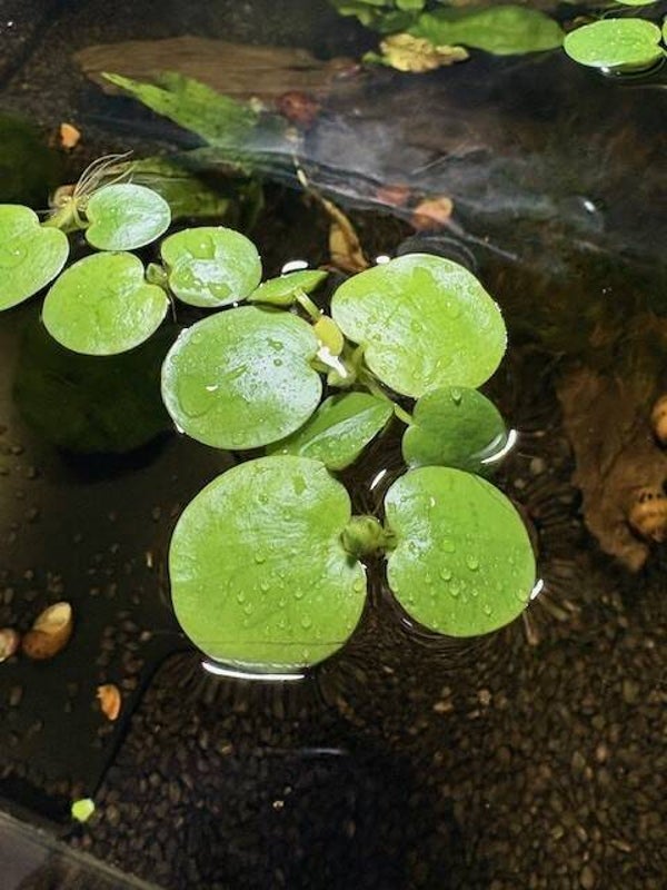 Limnobium Laevigatum (Amazonekikkerbeet) XL