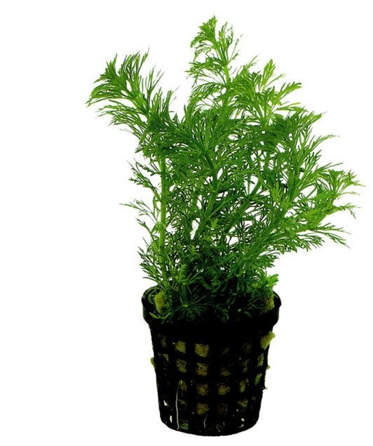 Limnophila heterophylla