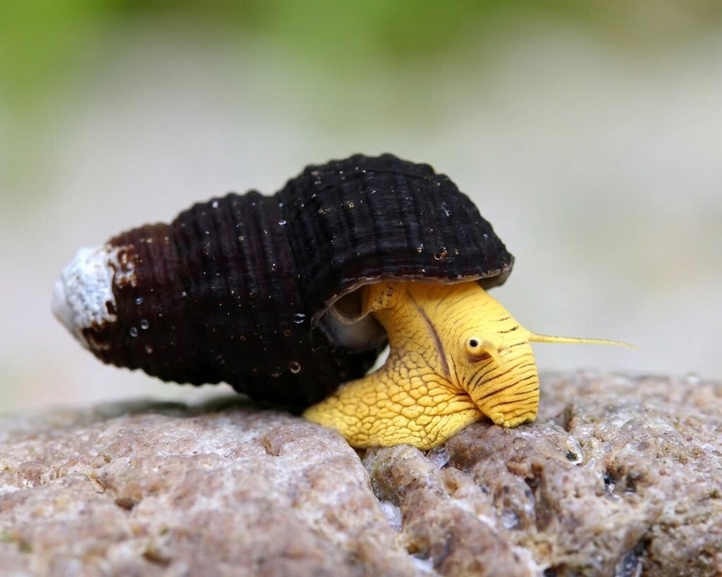 Tylomelania Yellow Mini Aquariumslak