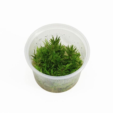 Pogostemon erectus  (Cup 100cc)