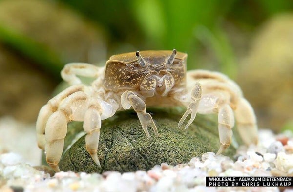 Potamocypoda pugil – Dwergspookkrab