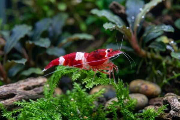 Caridina Red Wine Siergarnaal