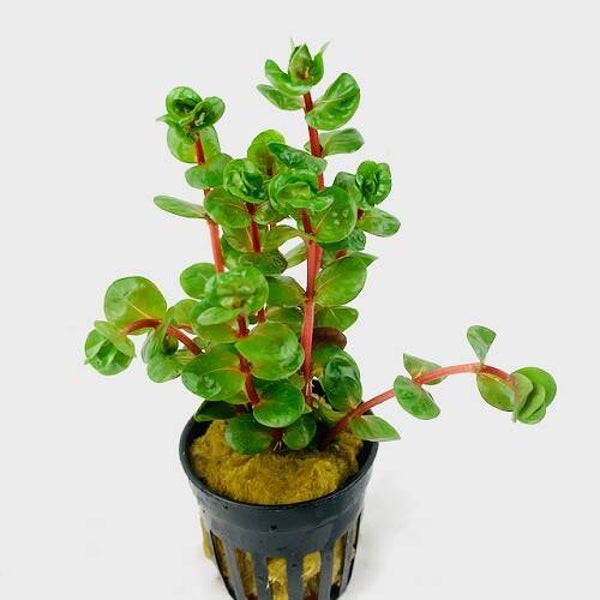 Rotala Rotundifolia 'Orange Juice'
