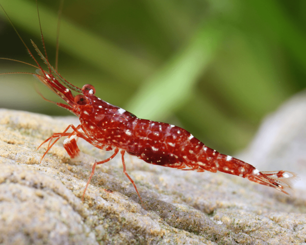 Sulawesi Red orchid - Caridina glaubrechti