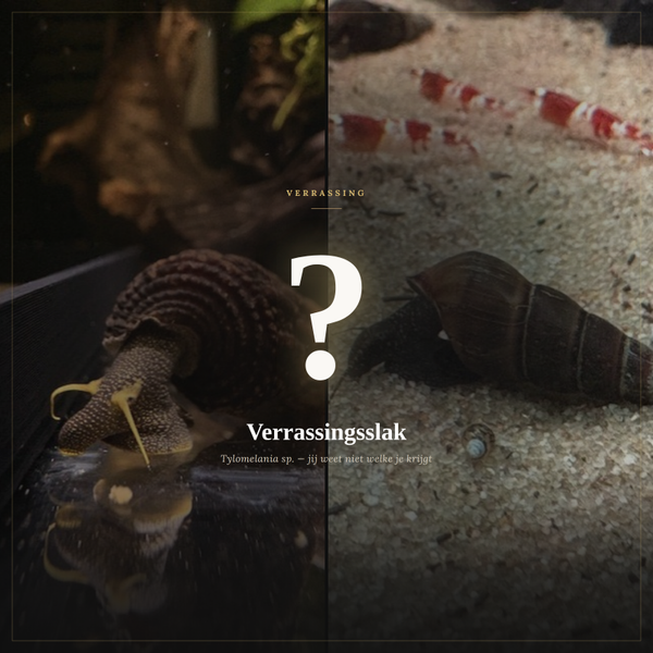 Verassingsslak: mystery Tylomelania Aquariumslak