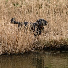 black-dog-at-creek-standard.jpg