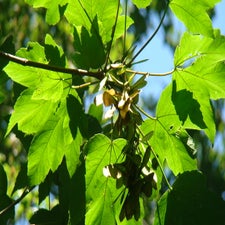dsc00093-standard.jpg