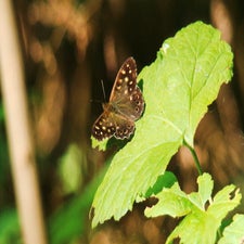 moth-edit-standard-clqn7h.jpg