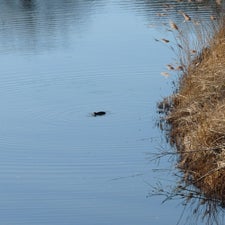 p1030562-standard.jpg