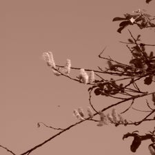 p1040533-standard-4gscvs.jpg