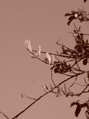 p1040533-standard.jpg