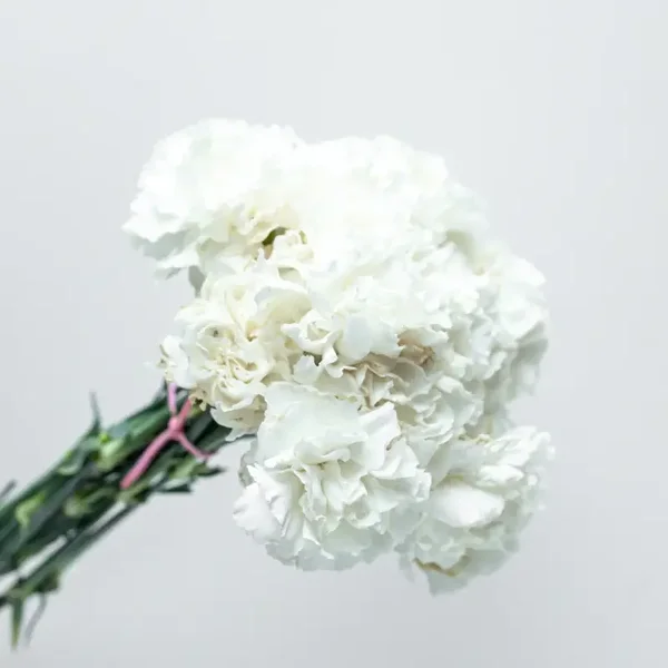 Paquete Claveles Blancos