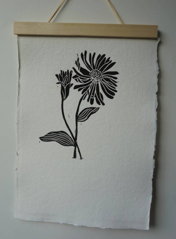 aster | septimber