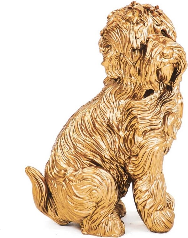Hond Labradoodle goud