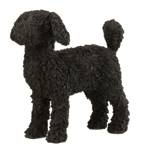 Hond Labradoodle zwart