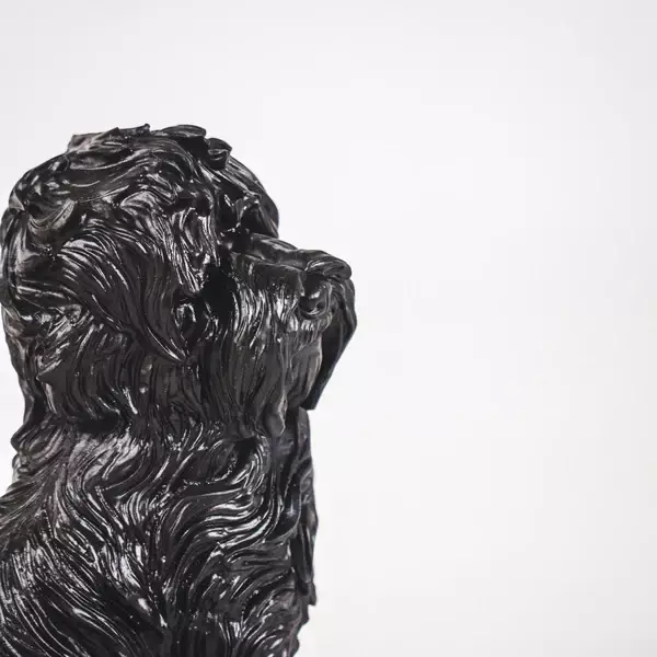 Hond labradoodle zwart