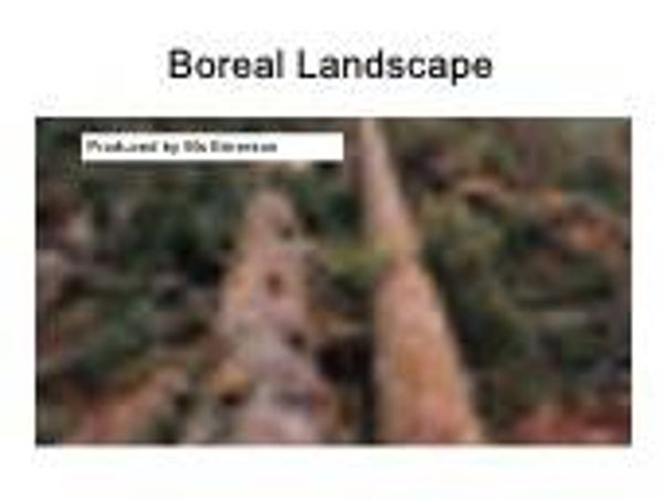 Lesson 2 -  Year 9 Geography - Boreal Forest characteristics