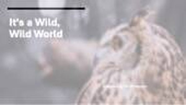 Art - Year 3 - 10 - Insects