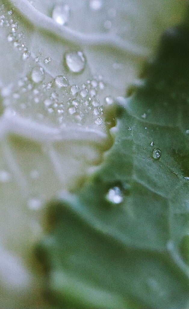 Karfiol mit Wassertropfen, Makrofotgrafie, natürlich, Gemüse, Restaurant Fotografie Fine Art Prints Innenausstattung Deko Einrichtung Interior Botanik abstrakt 