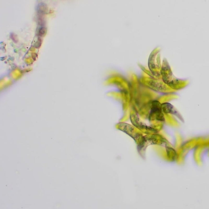 Selenastrum bibraianum |  (c) MicroMuse Studios, 2023