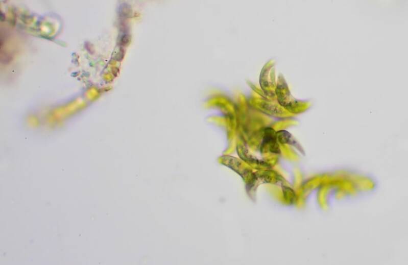 Selenastrum bibraianum |  (c) MicroMuse Studios, 2023