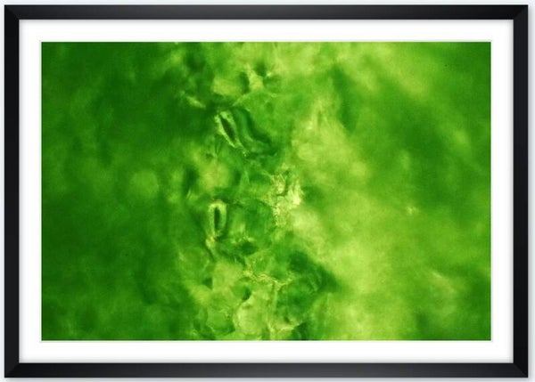Druck | Stomata